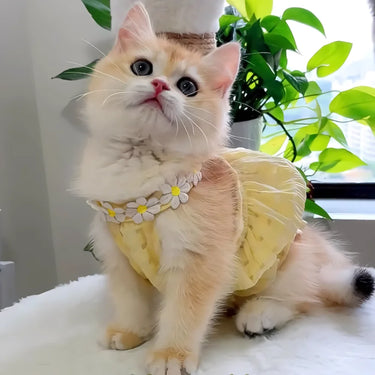 A fluffy cat in a KittyNook Cat Co. Adorable Cat Summer Dress Cute sits near green plants on a soft surface.